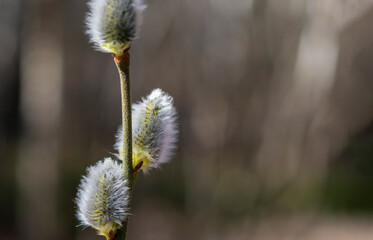 Branch of fluffy catkins blooming in early sunny bright spring day.