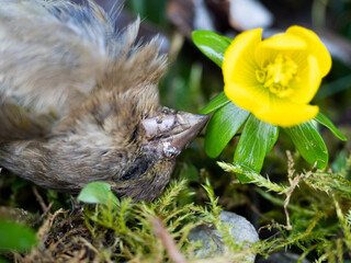 Toter Vogel, Grünfink neben einer gelben Blüte