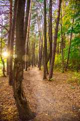 the road in the pine forest