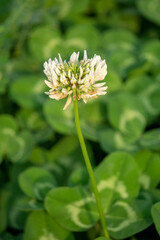 flower of a flower of a plant