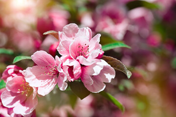 Beautiful blooming apple tree branch with sun