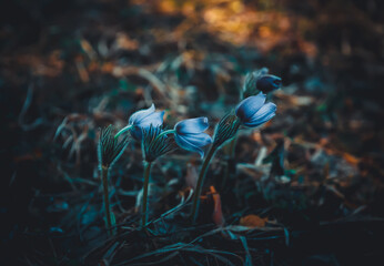 Pasqueflower blooming in the May forest. The genus Pulsatilla. Names include pasque flower, wind flower, prairie crocus.