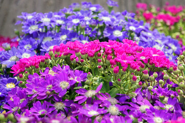 In spring blooming melon and chrysanthemum