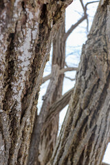 Detailed perspective of looking between tree trunks and braches with lake in background