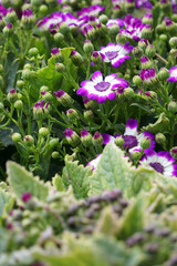 In spring blooming melon and chrysanthemum