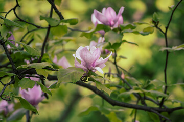 Magnolia spring flowers
