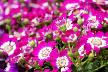In spring blooming melon and chrysanthemum