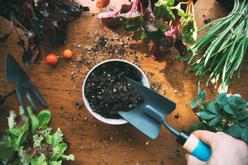Garden shovel picking up soil. Hand holding a garden shovel with seedlings around. Organic...