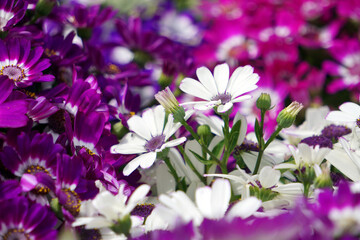 Obraz premium In spring blooming melon and chrysanthemum