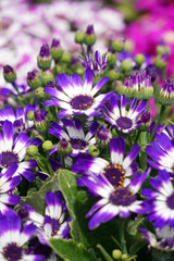 Obraz premium In spring blooming melon and chrysanthemum