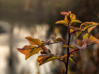 a branch with fading leaves on the shore of a small forest lake