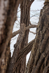 Detailed perspective of looking between tree trunks and braches with lake in background