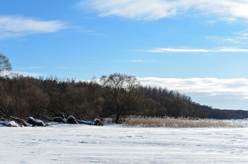 Uprooted trees on the shore of a snowy lake