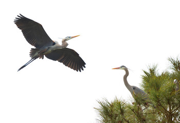 A Great Blue Heron Flies to It's Nesting Site at the Top of the Pine Trees