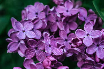 Lilac flowers macro