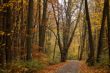 autumn in the forest