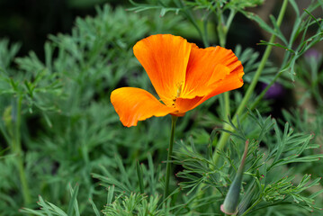 Orange poppy with a green foliage background