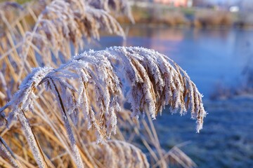 Hoarfrost reeds on the edge of a lake in the cold winter in Budapest suburb, Hungary