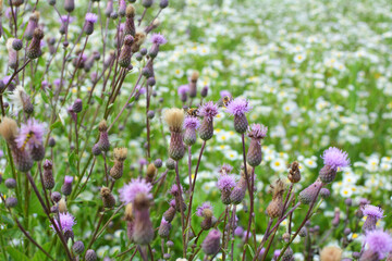 Cirsium arvense grows and blooms among herbs