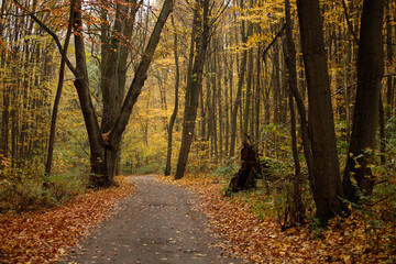 Obraz premium autumn in the forest