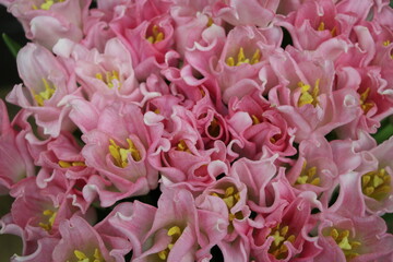 front top photography of  pink tulips (flower variety - Crown Dynasty) for a background