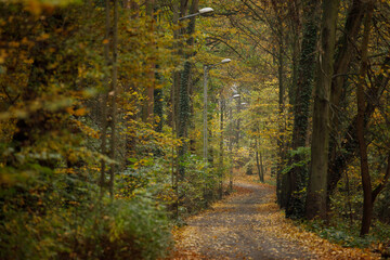 Obraz premium path in autumn forest