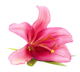 Fototapeta na wymiar One pink lily with leaves.