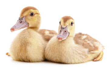 Two little yellow ducks.