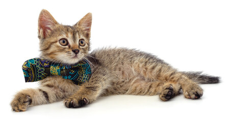 One kitten in a butterfly.