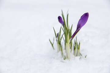 Fototapeta na wymiar spring daffodil blooming in the snow narcissus 