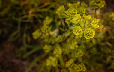 green flower under sunlight, with copy space using natural flora landscape as background. Ecology