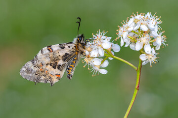 Macro shots, Beautiful nature scene. Closeup beautiful butterfly sitting on the flower in a summer garden.
