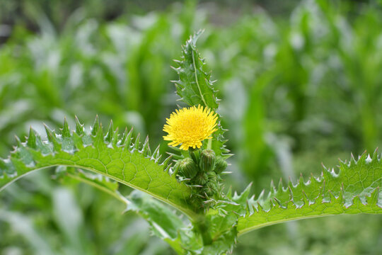 Yellow thistle (Sonchus asper) grows in nature.