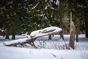 A fallen tree trunk covered in snow against the background of a green coniferous forest.