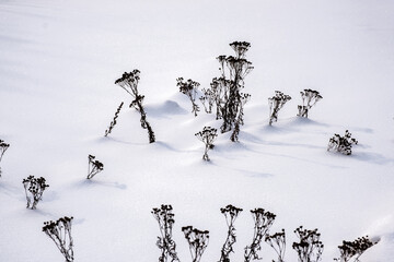 Dark bunches of dried last year's flowers on a background of white snow.
