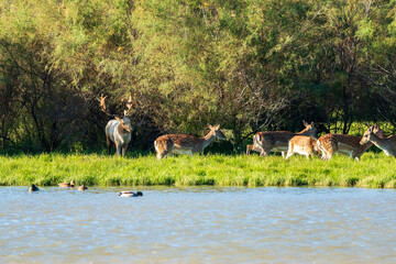 Group of fallow deer (dama dama) with a white male in the Natural Park of the Marshes of Ampurdán.