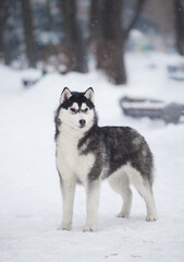 husky puppy in winter day