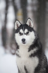 husky puppy in winter day