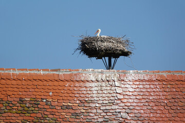 Storchennest © Fotolyse