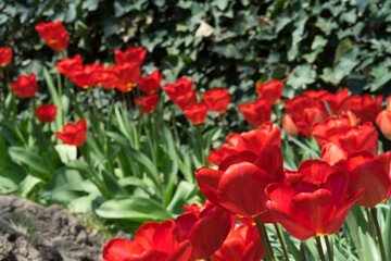 Tulips