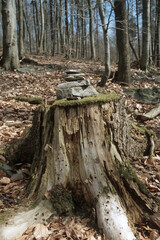 baumstumpf in einem friedwald