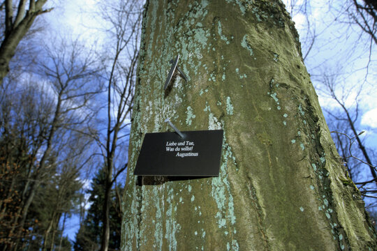 markierter baum in einem friedwald