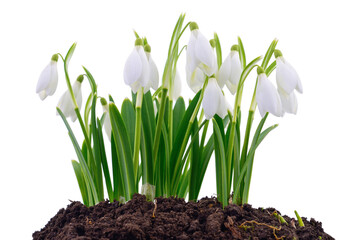 Snowdrops on white.