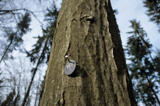 markierter baum in einem friedwald