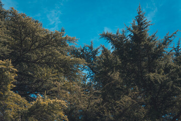 Fototapeta na wymiar Pine Tree and sky