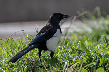 Urraca paseando por el césped