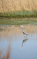 Graureiher am Reinheimer Teich