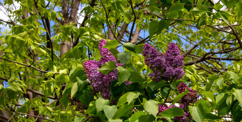 Lilac blossom flowers spring view. Spring lilac flowers. Lilac blooms. A beautiful bunch of lilac