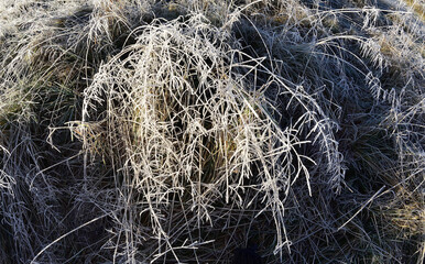 As if not grass, but a dense forest, it seems that robbers will jump out of the trees and take the travelers prisoner