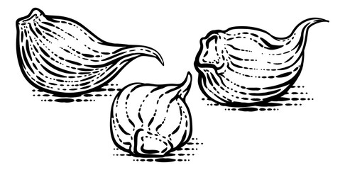 Garlic vegetable illustration in a vintage retro woodcut etching style.